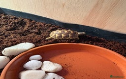 Tortoise reptiles for sale: Spur thighed tortoise  - Image 4