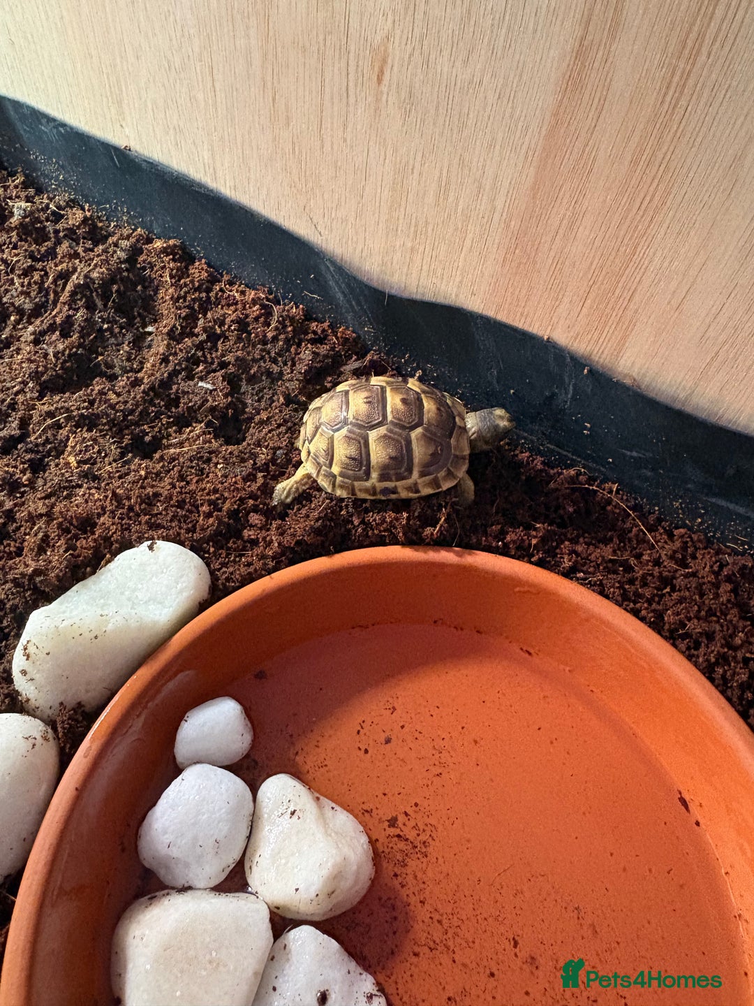 Tortoise reptiles for sale: Spur thighed tortoise  - Image 4