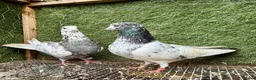 Pigeons birds for sale: Beautiful Vaccinated Pigeons – Quick Sale £20 - Advert 3