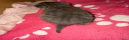 Mixed Breed cats for sale: Stunning litter off fur babies  - Advert 5