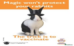 Continental Giant rabbits for sale: Giant Papillon Baby Boys  - Vaccinated - Reserve - Image 22