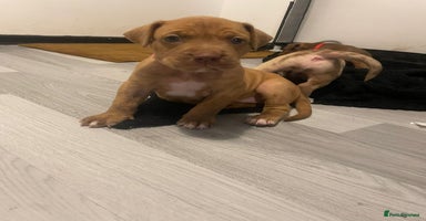 Mixed Breed dogs - Advert 11