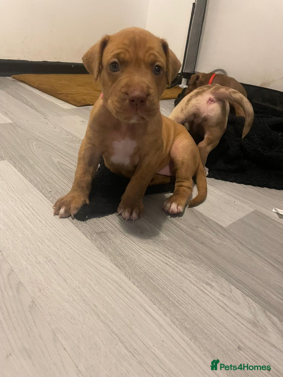 Mixed Breed dogs for sale: American bull staffy cross cross presa canario - Image 2
