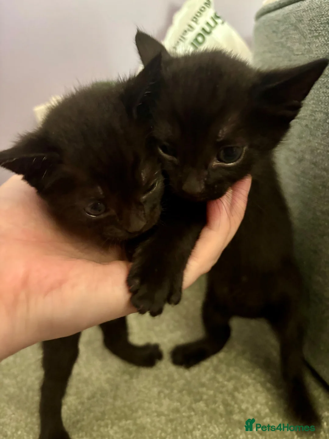Mixed Breed cats for sale: 3 gorgeous kittens for sale - Advert 5