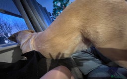 Labrador Retriever dogs for sale: 3 year old male labrador  - Image 4