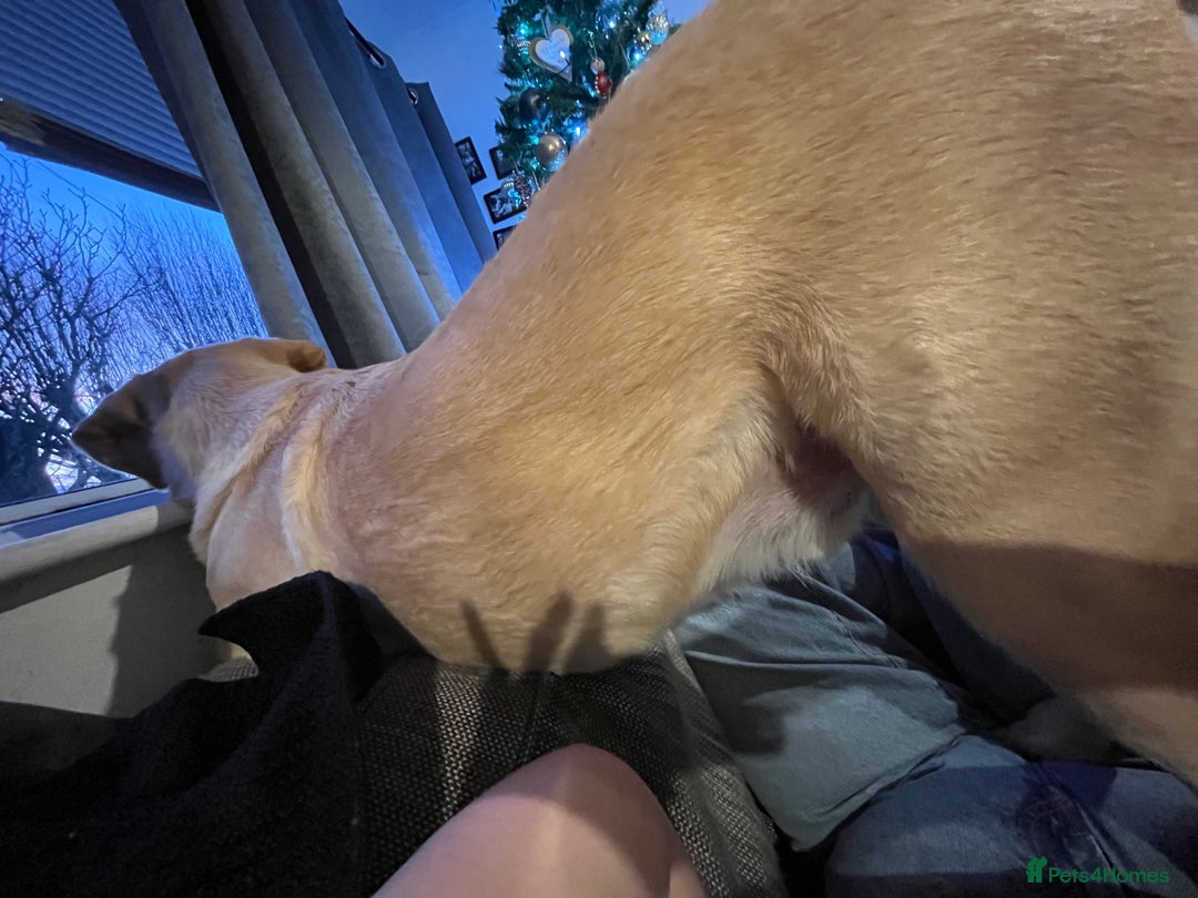 Labrador Retriever dogs for sale: 3 year old male labrador  - Image 4