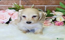Miniature Dachshund dogs for sale: READY NOW STUNNING KC CREAM MINI DACHSHUNDS  - Image 16