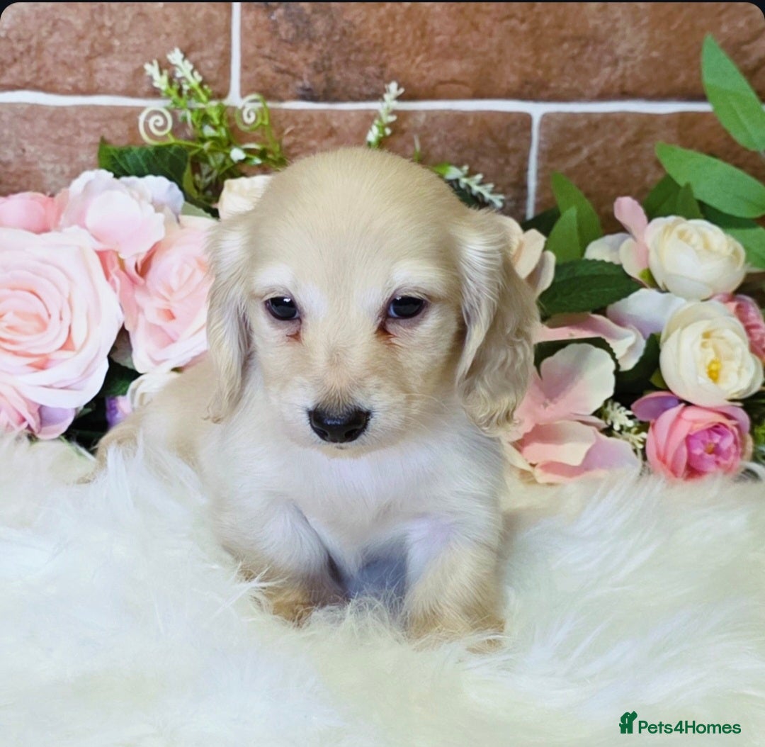 Miniature Dachshund dogs for sale: READY NOW STUNNING KC CREAM MINI DACHSHUNDS  - Image 16