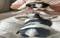 Shih Tzu dogs for sale: 5 Beautiful shihtzu  puppies for sale 2xM 3xF - Image 27