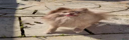Pomeranian dogs for sale: not merle, male pom - Advert 5