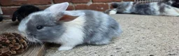 Mini Lop rabbits for sale: Two boys and two girls wait for new home in Ilkeston - Advert 5