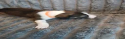 Mixed Breed dogs for sale: Lurcher pups - Advert 17