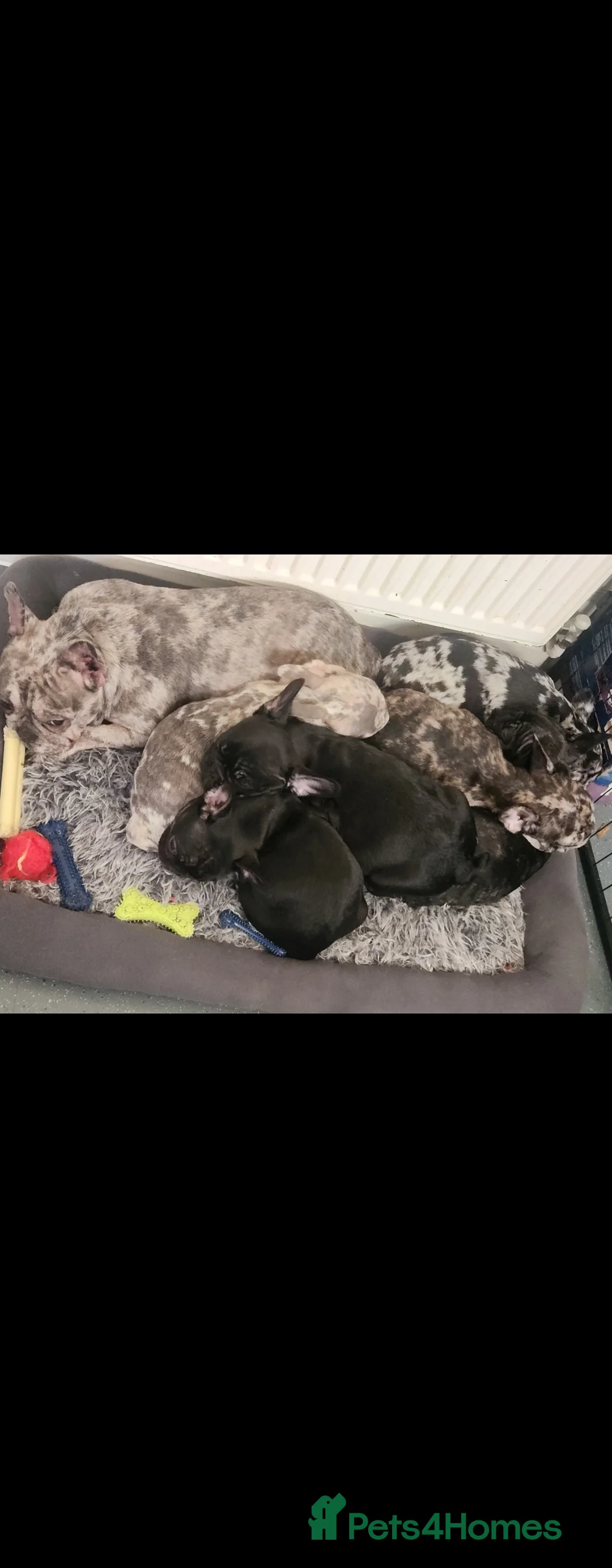 French Bulldog dogs for sale: Beautiful Frenchies Puppy's For Sale  - Advert 2