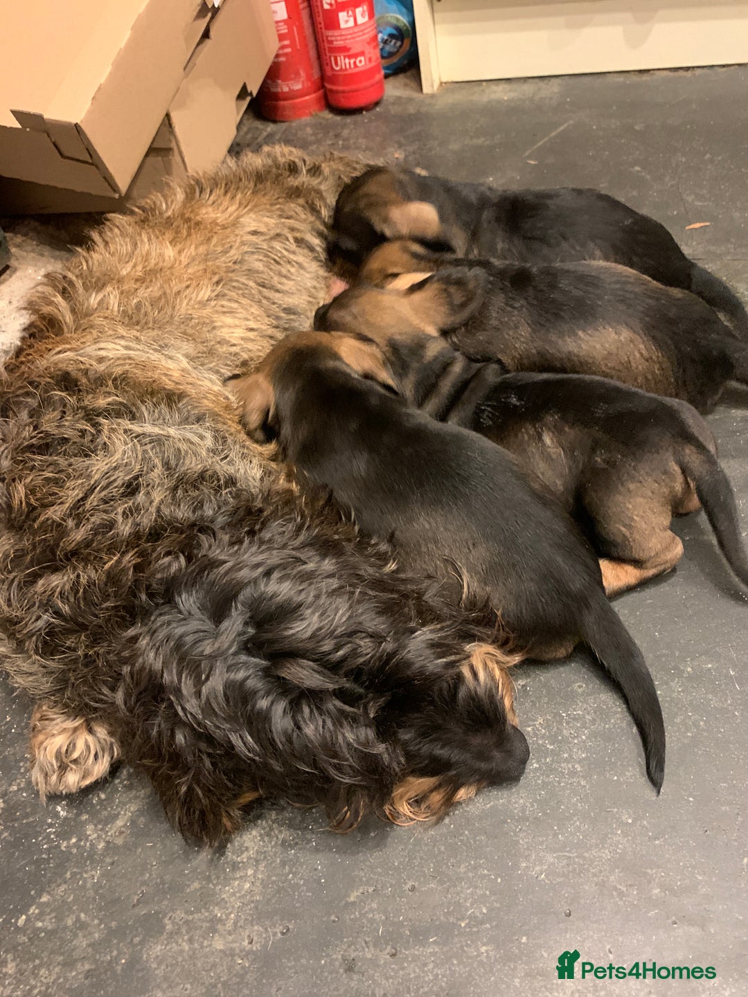 Dachshund dogs for sale: Standard wirehaired dachshund  - Advert 10