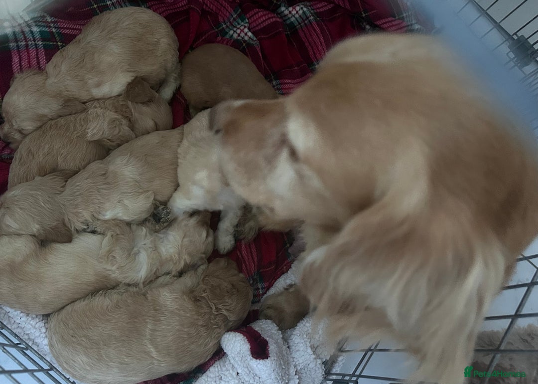 Cockapoo dogs for sale: GORGEOUS LITTER OF COCKAPOO’S - Advert 3