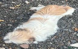 Mixed Breed dogs for sale: Loving female dog looking for a new forever home - Image 1