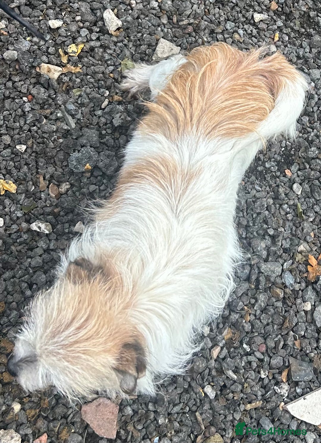 Mixed Breed dogs for sale: Loving female dog looking for a new forever home - Image 1