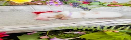 Miniature Dachshund dogs for sale: Piebald Minature Longhair  - Advert 16