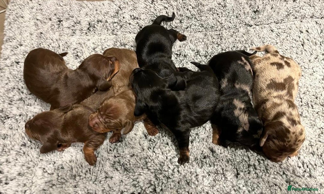 Miniature Dachshund dogs for stud: PROVEN KC Miniature Dachshund Stud in Derby - Advert 8