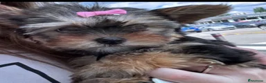 Yorkshire Terrier 3