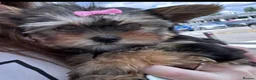 Yorkshire Terrier dogs for sale:  Yorkshire Terrier Puppies  - Advert 21