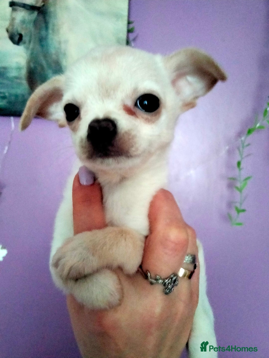 Chihuahua dogs for sale: Tiny Tiny chihuahuas  - Image 4