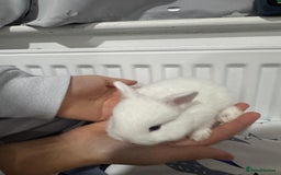 Netherland Dwarf rabbits for sale: Beautiful tamed Bunnies for sale  - Advert 7