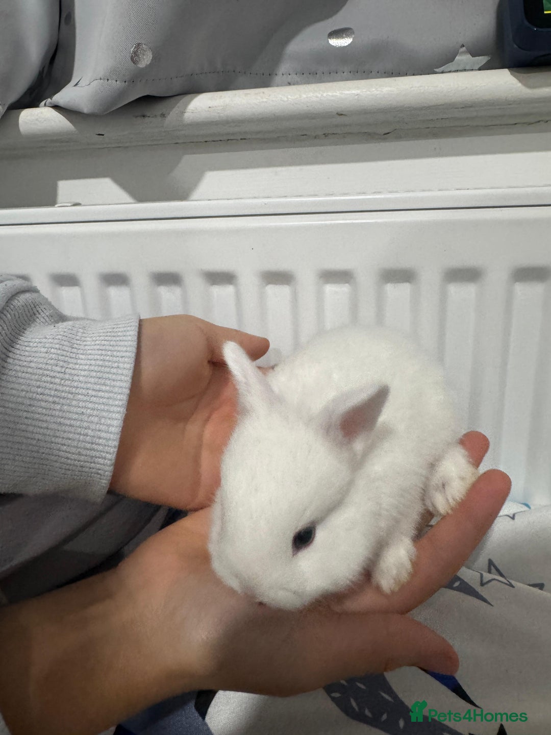 Netherland Dwarf rabbits for sale: Beautiful tamed Bunnies for sale  - Advert 7