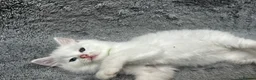 Turkish Angora cats for sale: Turkish Angora Long-hair kittens - Advert 2