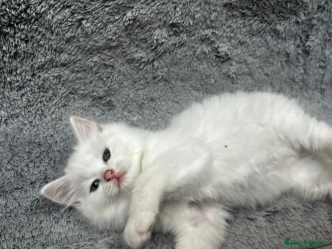 Turkish Angora cats for sale: Turkish Angora Long-hair kittens - Advert 2