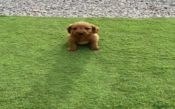 Labradoodle dogs for sale: Labradoodle  - Image 13