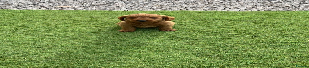 Labradoodle Puppy 5