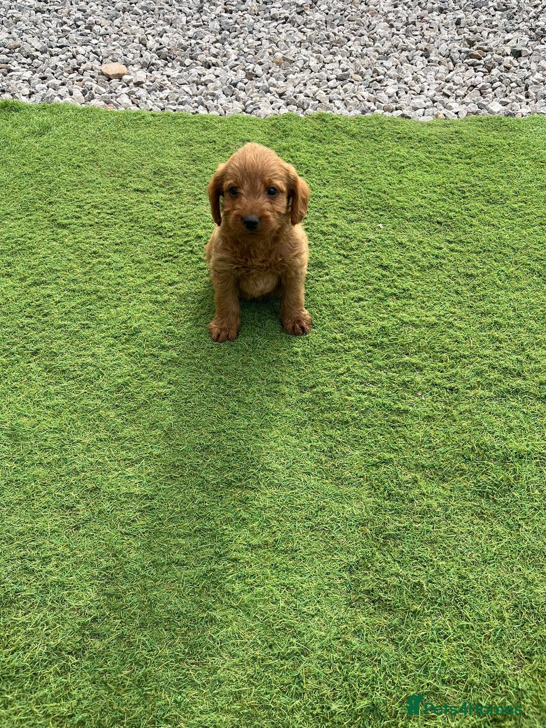 Labradoodle dogs for sale: Labradoodle  - Image 13