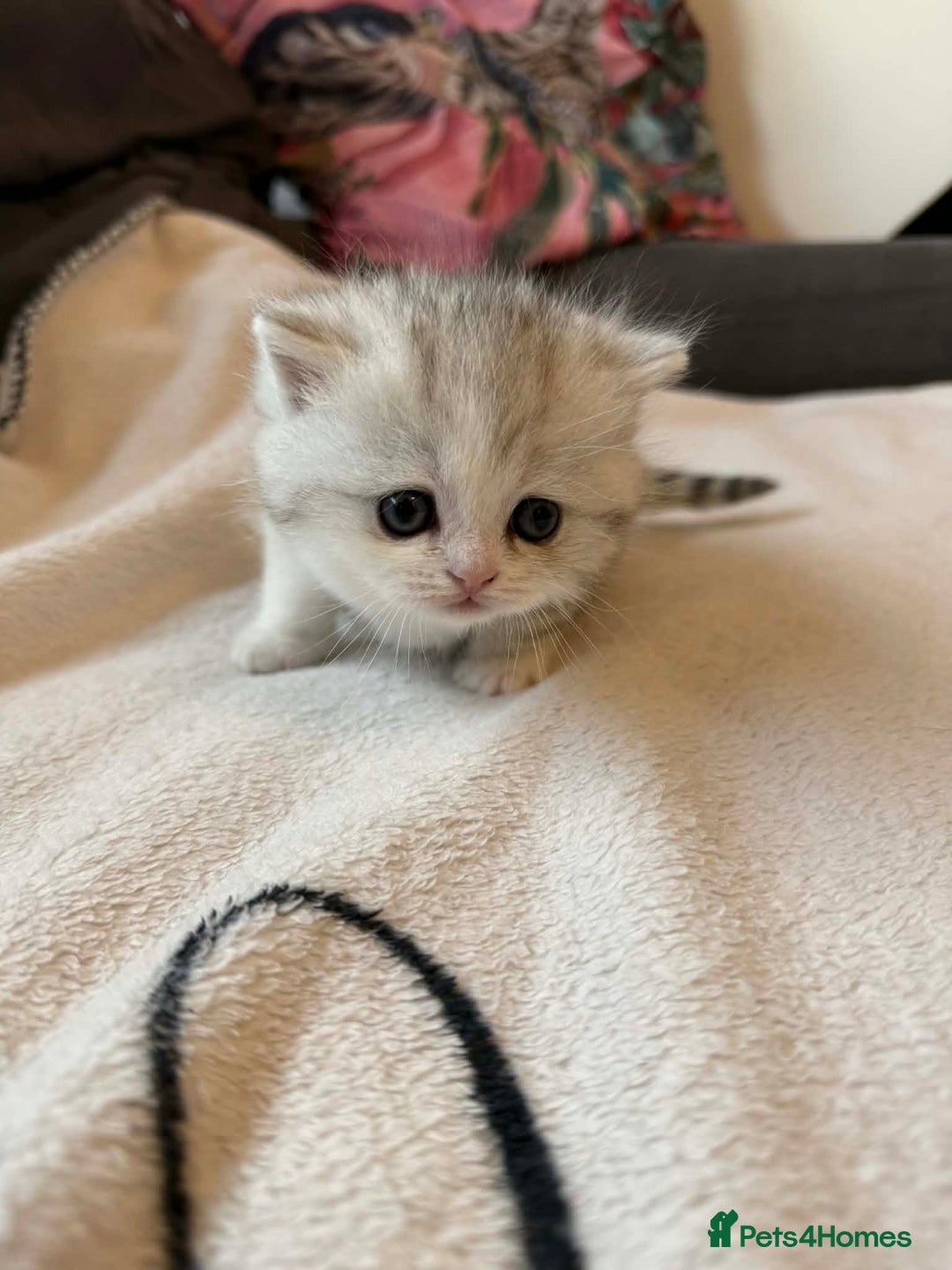 Scottish Fold cats for sale: Scottish fold / straight Kittens  - Advert 5