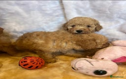 Cavapoo dogs for sale: Cavapoo mixed litter  - Image 5