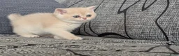British Shorthair cats for sale: Fantastic boy and very nice girl  - Advert 13