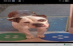 Old Tyme Bulldog dogs for sale: Old tyme bulldog  - Image 1