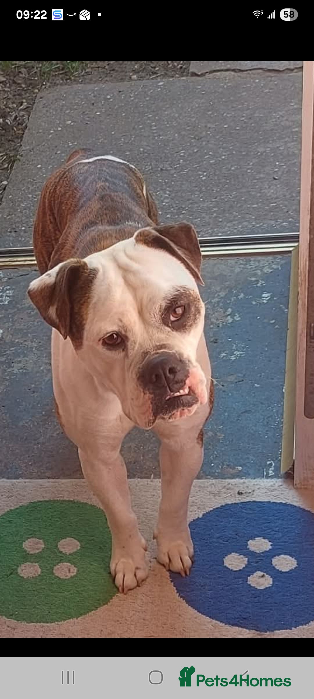 Old Tyme Bulldog dogs for sale: Old tyme bulldog  - Image 1