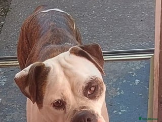 Old Tyme Bulldog dogs - Advert 1