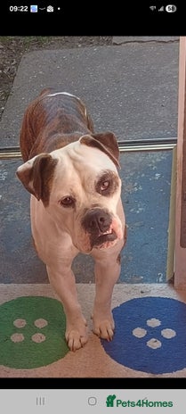 Old Tyme Bulldog dogs - Advert 1