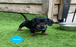 Miniature Dachshund dogs for sale: READY NOW Miniature Dachshund Smooth KC Boys - Image 3