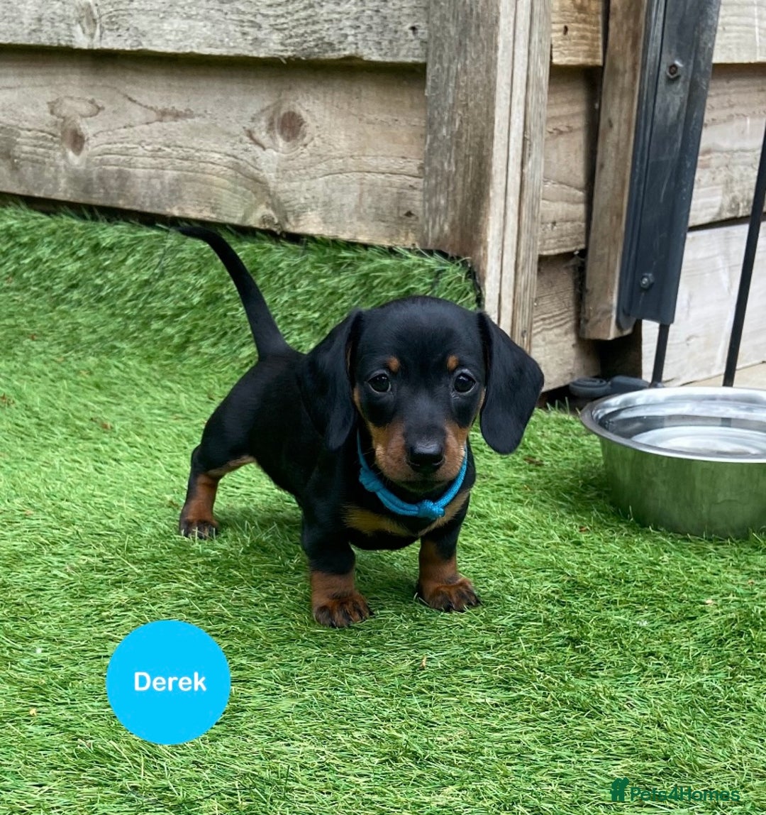 Miniature Dachshund dogs for sale: READY NOW Miniature Dachshund Smooth KC Boys - Image 3