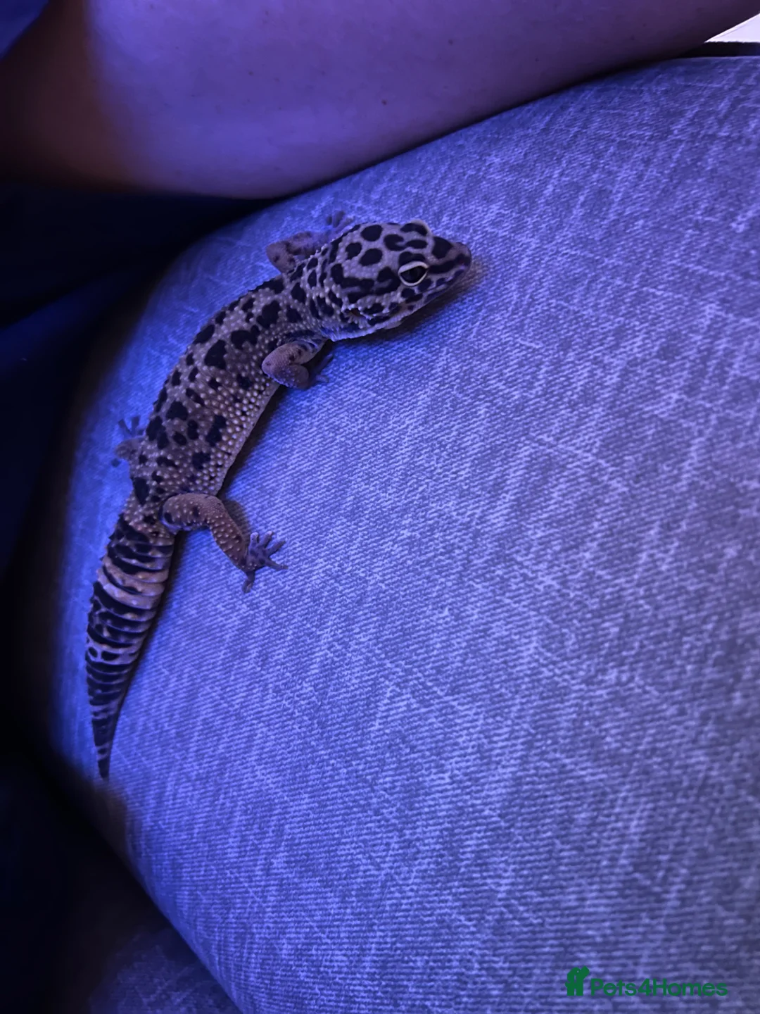 Leopard Gecko reptiles for sale: Leopard gecko in Southampton - Advert 2