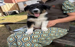 Border Collie dogs for sale: Collie pups   - Image 3