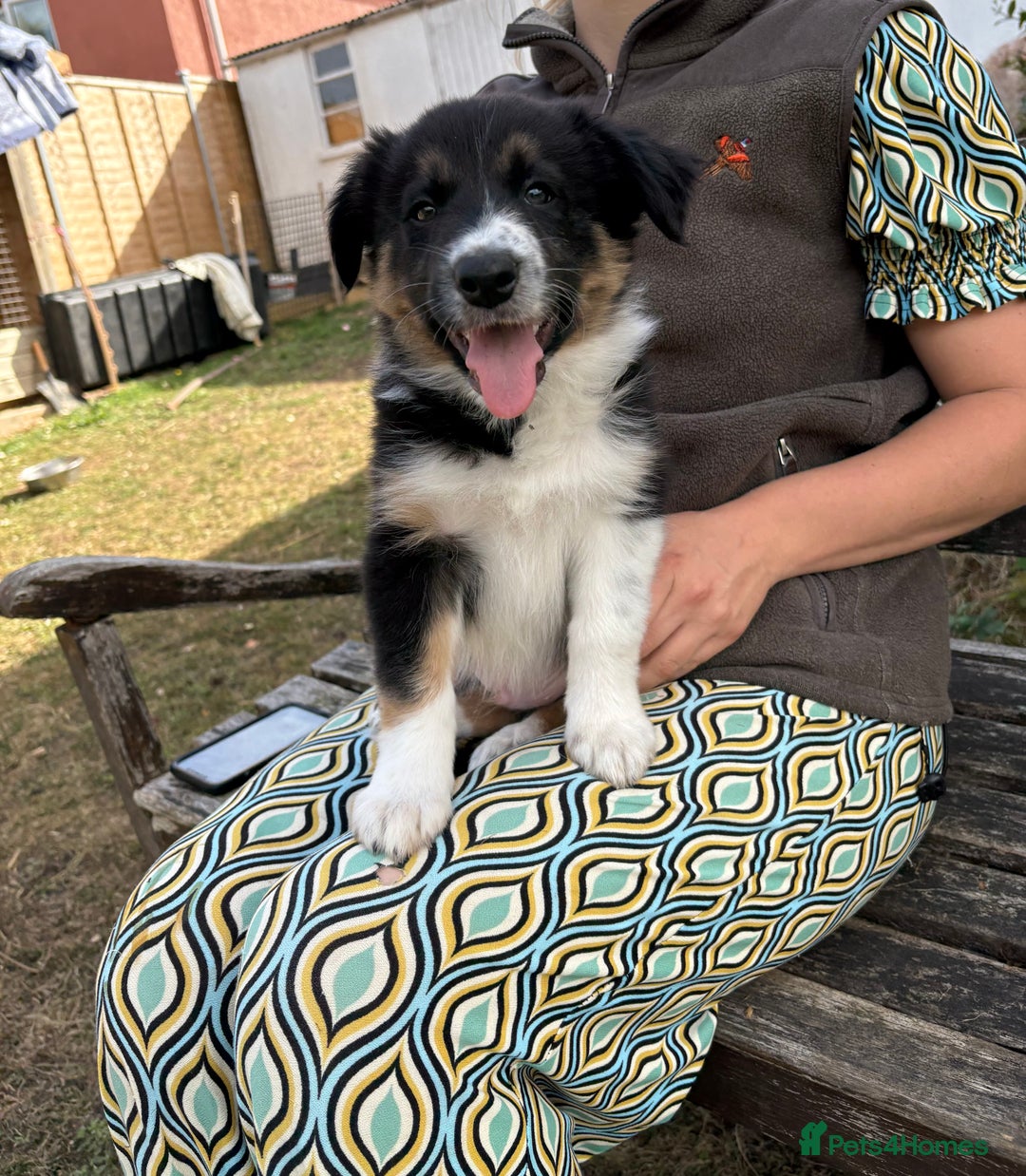 Border Collie dogs for sale: Collie pups   - Image 3