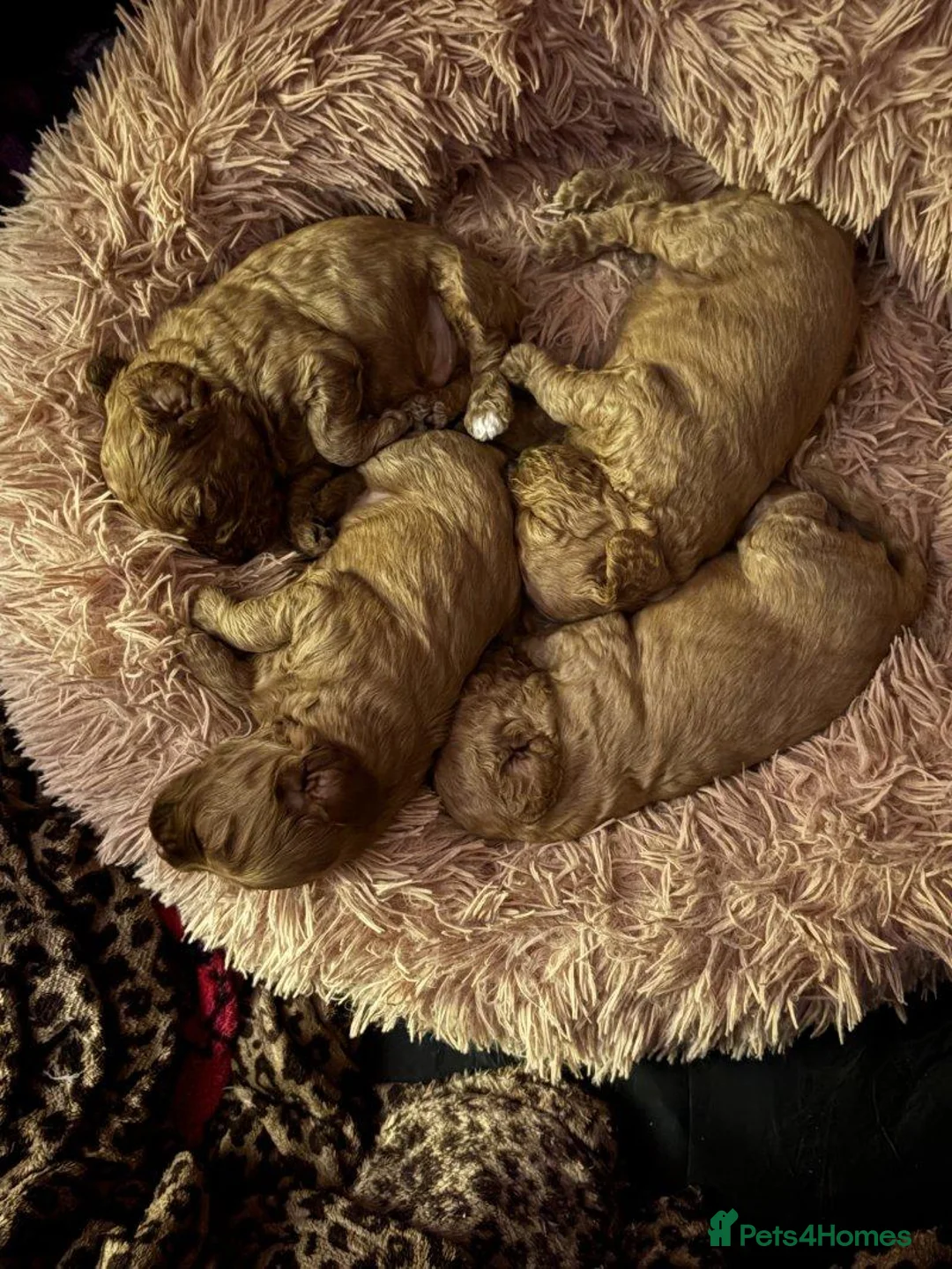 Cockapoo dogs for sale: Beautiful Cockapoo for forever homes in Leeds - Advert 2