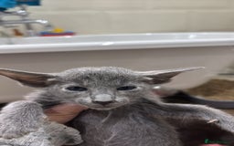 Siamese cats for sale: SIAMESE KITTENS - Advert 3