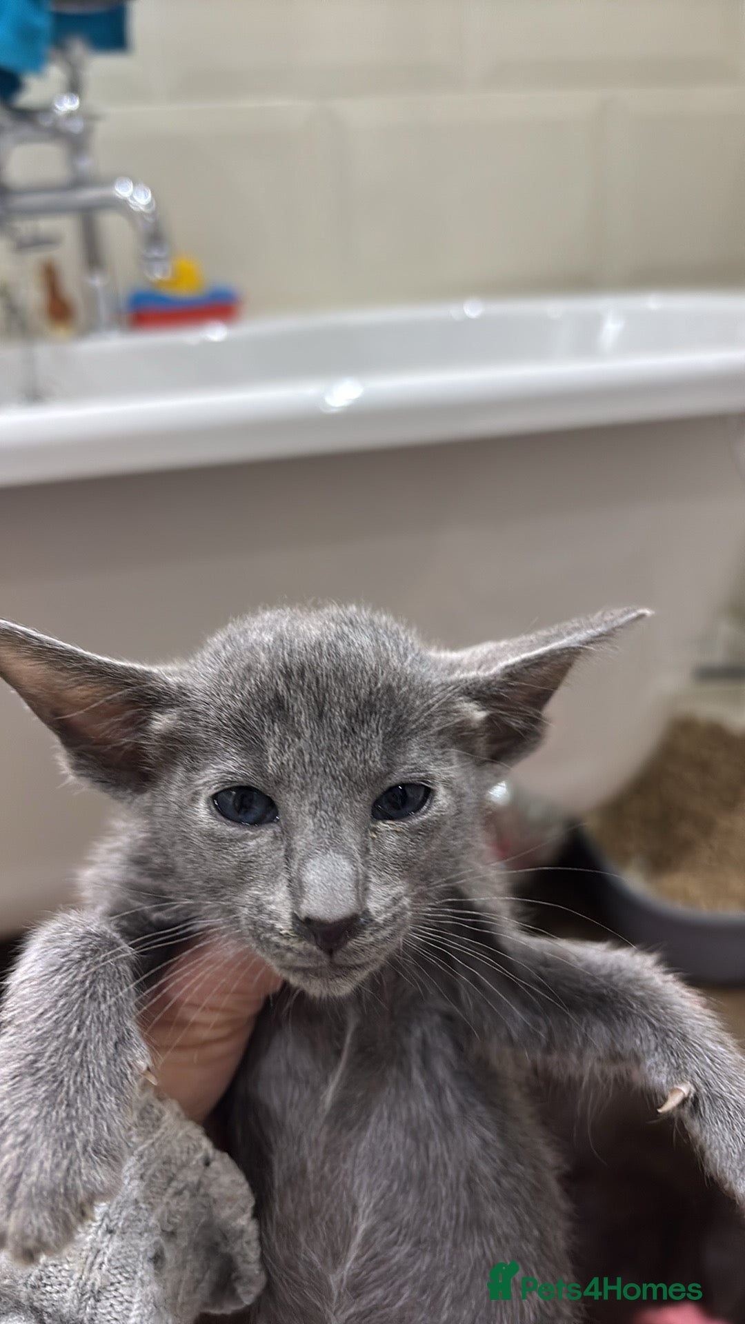 Siamese cats for sale: SIAMESE KITTENS - Advert 3