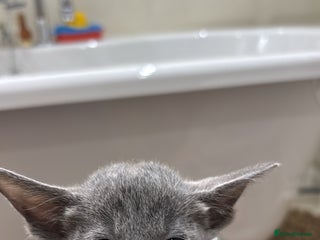 Siamese cats SIAMESE KITTENS - Advert 3