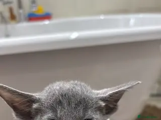 Siamese cats for sale: SIAMESE KITTENS - Advert 3